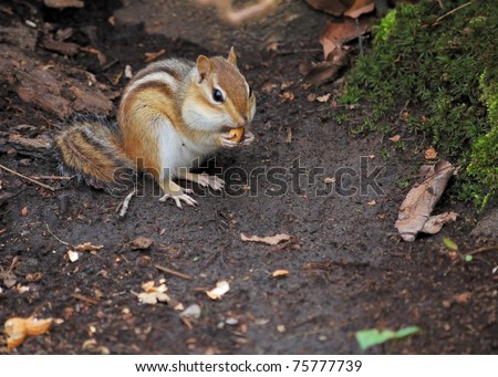 An eastern chipmunk perched on the ground with a peanut.