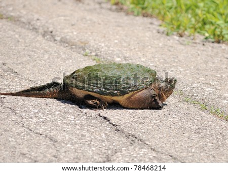 A snapping turtle Crossing the road on the edge of a swamp.