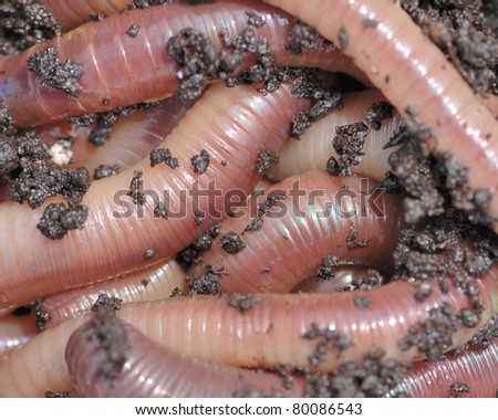 Nightcrawler earth worms used for fishing bait.