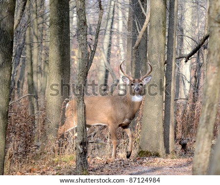Young Whitetail Deer Buck standing at the edge of the woods.