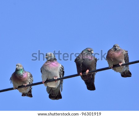 Pigeon Perched