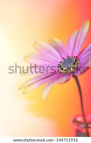 beautiful osteospermum (daisy family), on a gradient background of coloured gels  for a special lighting effect.
