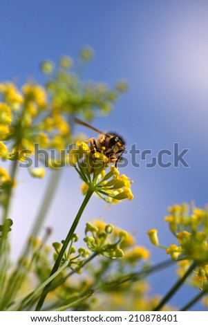 Wasp on a fennel flower on a beautiful summers day.