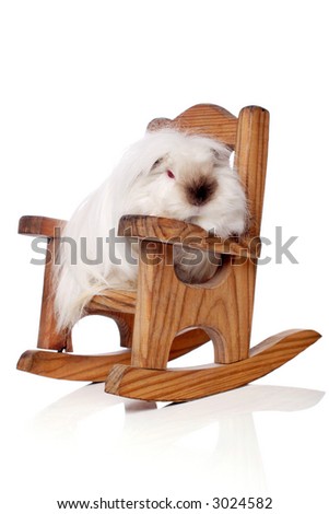 guinea pig chair