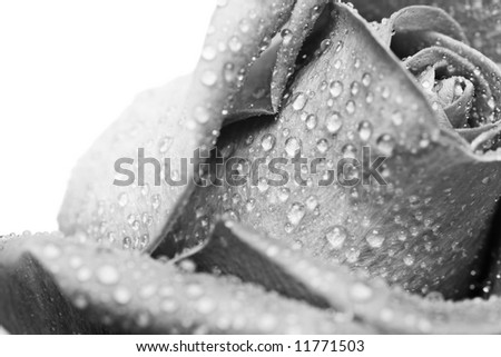 black and  white rose, wet with morning dew.