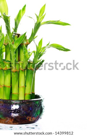 Water Bamboo Plants