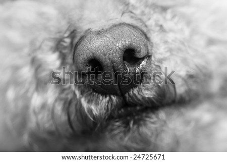 close-up of a dogs wet nose