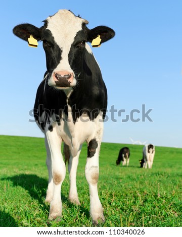 Inquisitive black and white Holstein Friesian cow