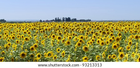Panorama of a sunflower  field