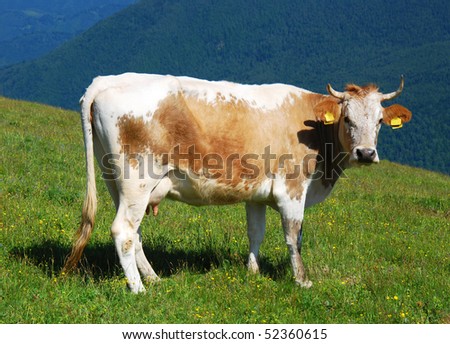 Farming cow