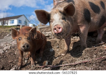 Funny Pics Of Pigs. stock photo : Funny Pigs