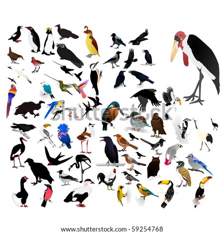 Images Birds on Collection Of Vector Images Of Birds   59254768   Shutterstock