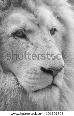 black and white photo of white lion