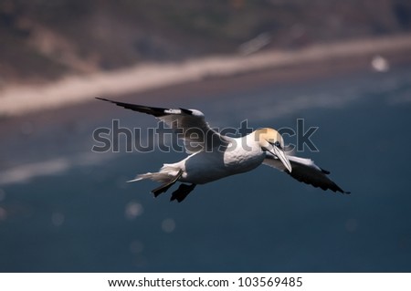 Gannet (Morus bassanus) flying over cliffs on East coast of England