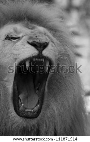 White Lion in Black and White