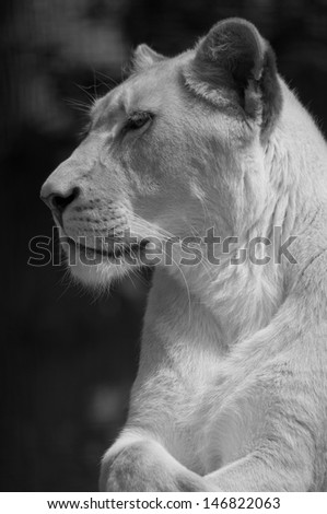 White Lion in black and white