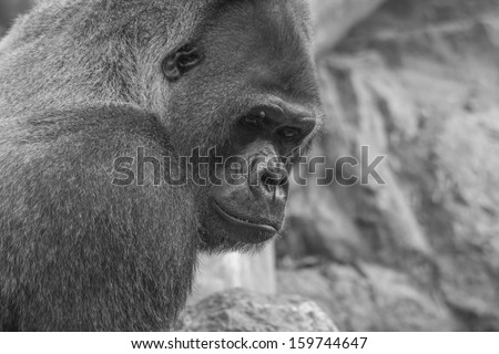 Side shot of west lowland gorilla in black and white
