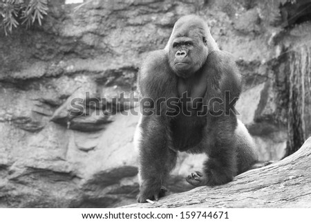 West lowland silverback gorilla on tree in rainforest in black and white
