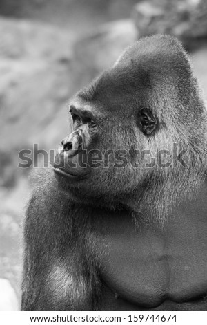 west lowland silverback gorilla looking to the left in black and white