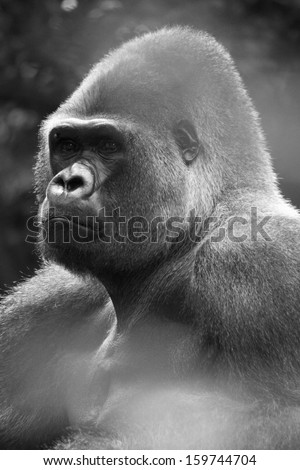 close up portrait of a west lowland silverback gorilla in black and white