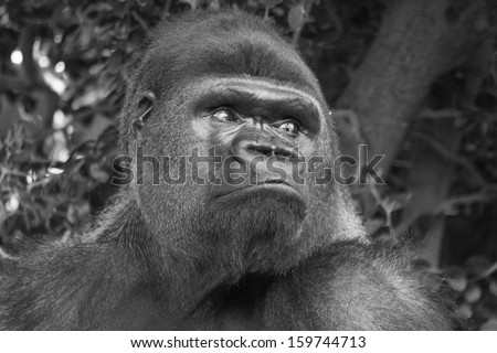 Grumpy west lowland silverback gorilla isolated in black and white