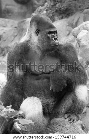 Isolated West lowland silverback gorilla sitting down in black and white