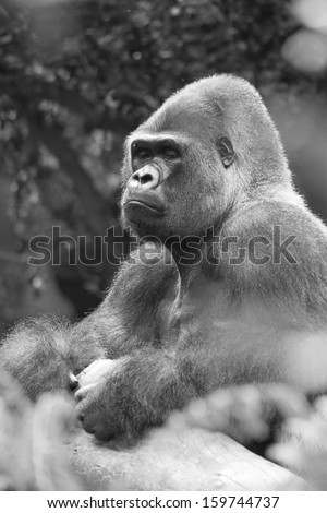 Isolated west lowland silverback gorilla sitting down in rainforest in black and white