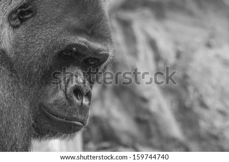 Portrait of west lowland gorilla (silver back) in black and white