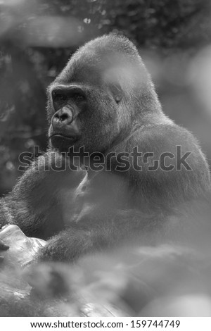 Black and white portrait of a west lowland silverback gorilla