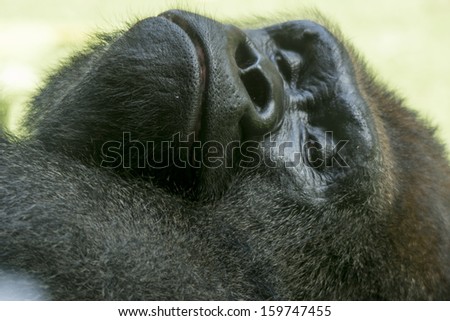 silver back gorilla sleeping