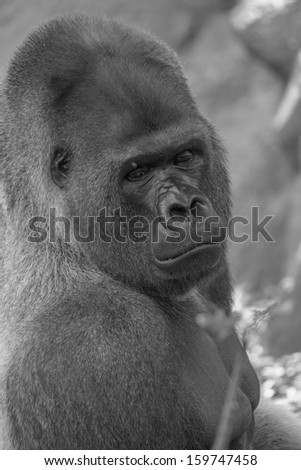 profile shot of west lowland silverback gorilla in black and white looking across shoulder