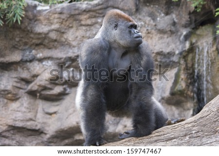 Black and white photo of silver back gorilla on fallen tree