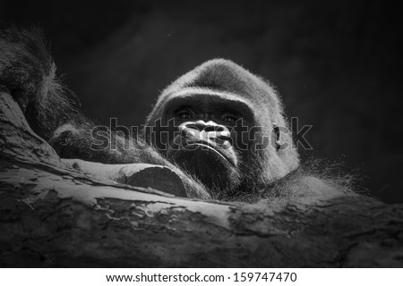black and white photo of gorilla leaning on tree with black background