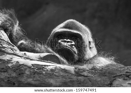 black and white photo of gorilla leaning on tree