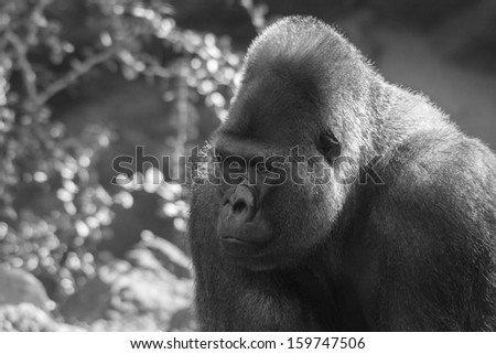 Silver back gorilla profile in black and white