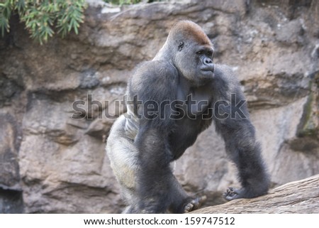 Silver back gorilla walking on fallen tree in black and white