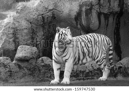 White tiger standing infront of cliff in black and white
