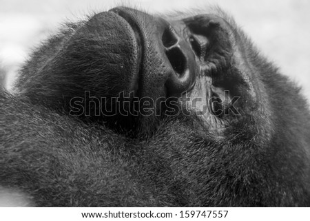 silver back gorilla sleeping in black and white