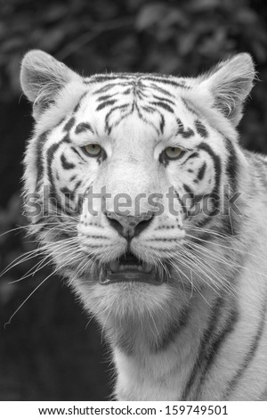 extreme close up of white tiger head in black and white