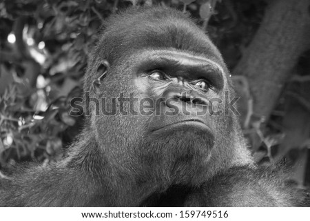silver back gorilla looking sad in black and white