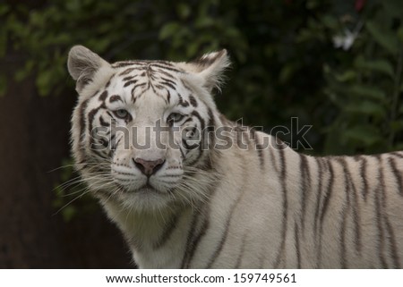 close up of white tiger profile