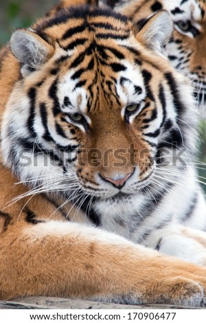 Tiger sitting down looking tired