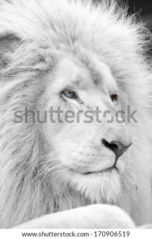 White lion profile in black and white