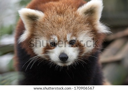 Red panda close up