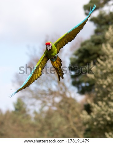 Parrot flying with wings spread