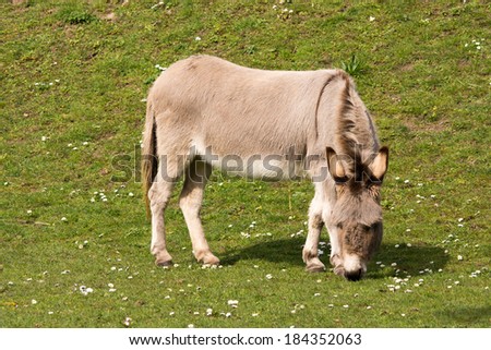 Donkey on bright green spring grass