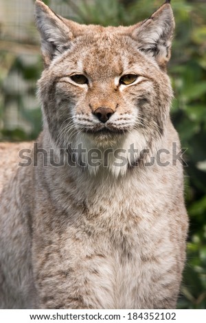 Lynx cat looking starring