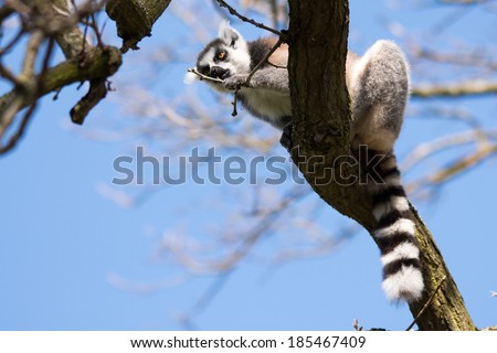Ring tailed lemur in tree