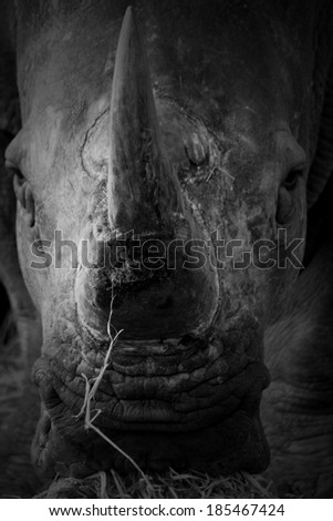 white rhino close up in black and white