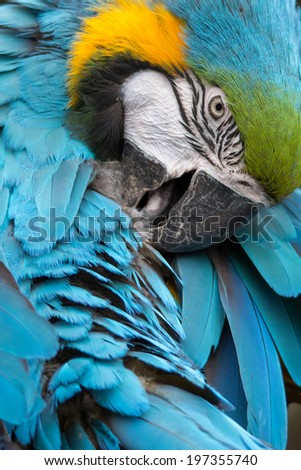 Blue and yellow macaw isolated